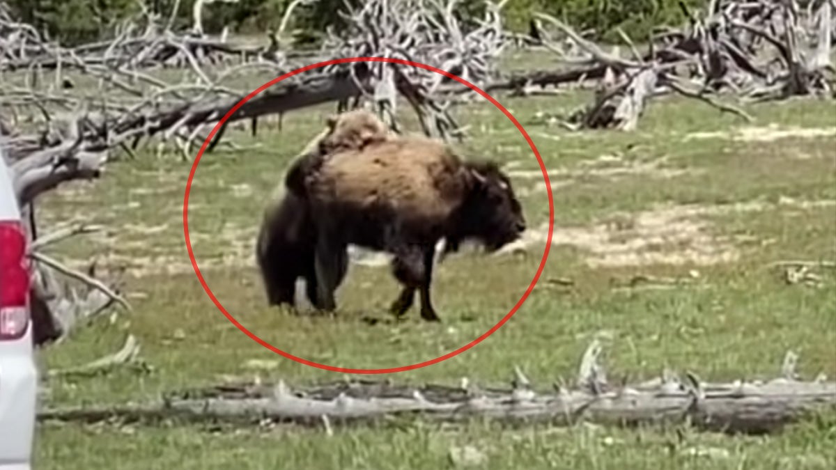 grizzly bear bites bison