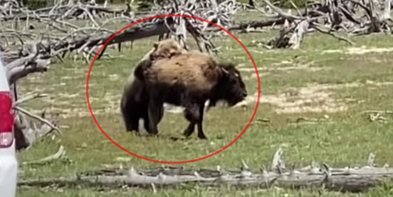 Watch a Young Grizzly Bear Take Down a Bison After a Protracted Battle