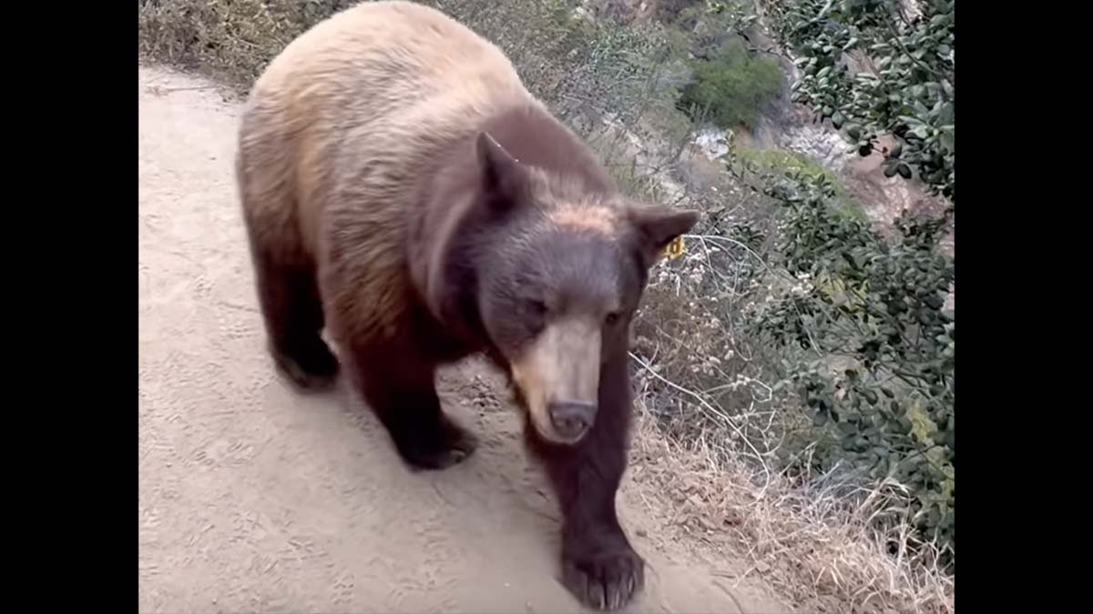 black bear walks down trail