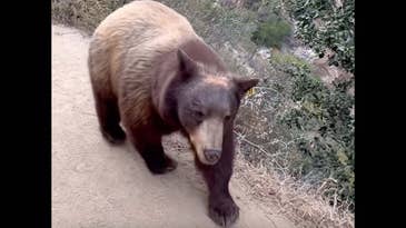 Watch a Black Bear Stroll Down a Hiking Trail Inches from a Person