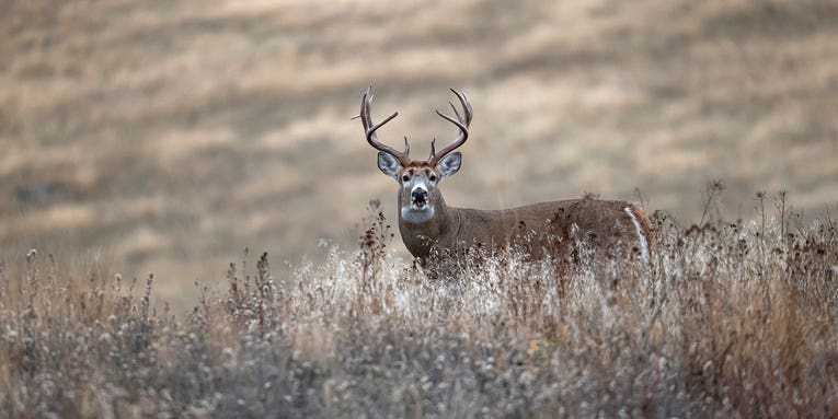 Why You Should Snort-Wheeze to Early Season Bucks (Hint: Because It Works)