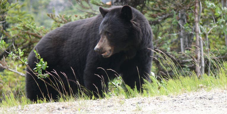 Two Women Critically Injured in Rare Predatory Black Bear Attack in British Columbia