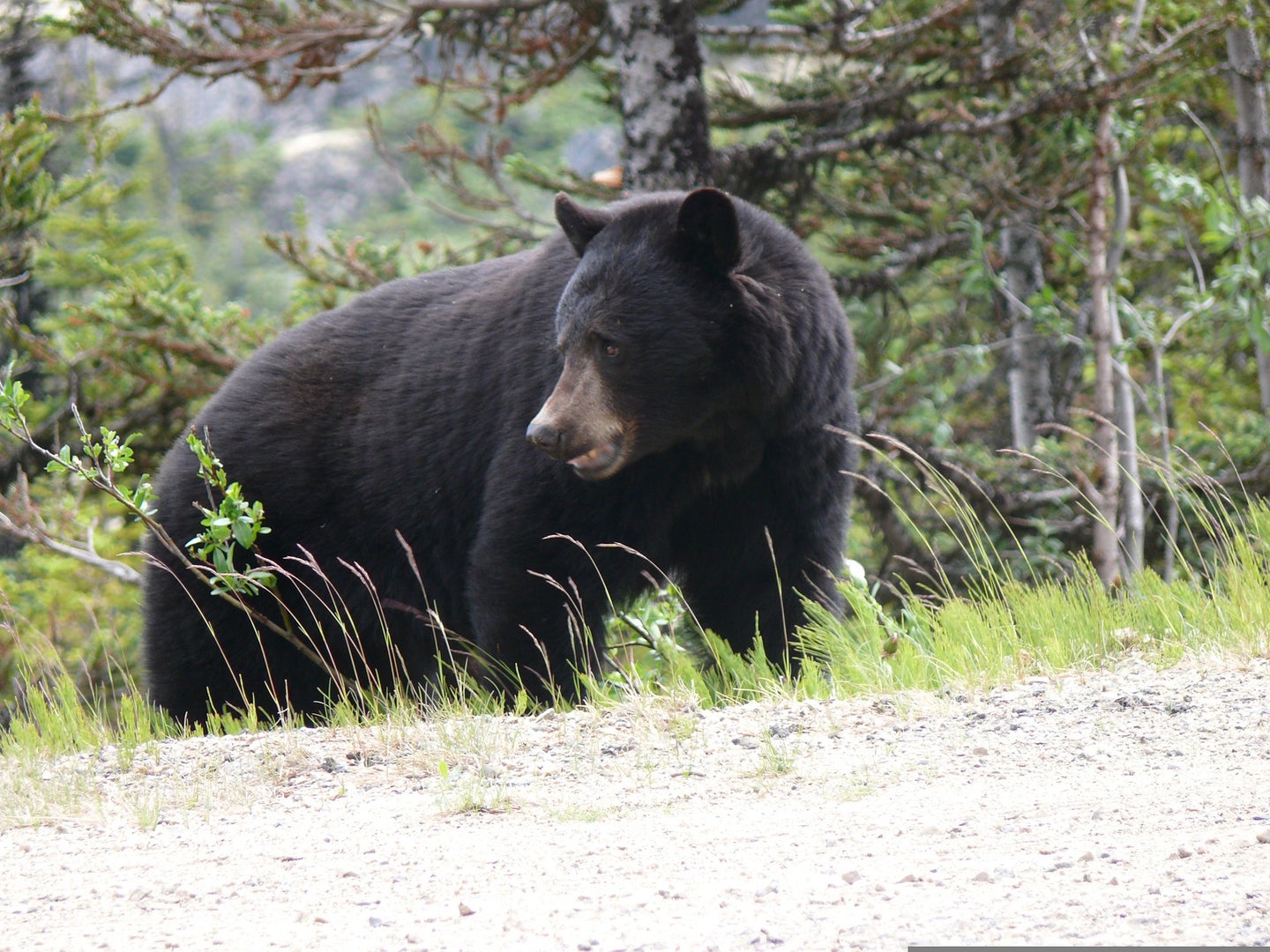 black bear stands by road