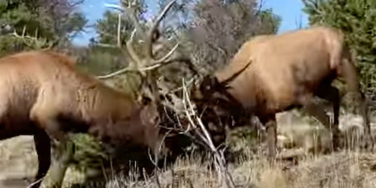 “They Could Have Stomped on Us!” Bowhunters Film Close Encounter with Brawling Bull Elk