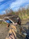 Waterfowl Hunting Gear photo