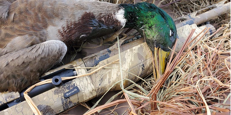 Thinking About Jumping on the 20-Gauge Waterfowl Gun Bandwagon? Read This First