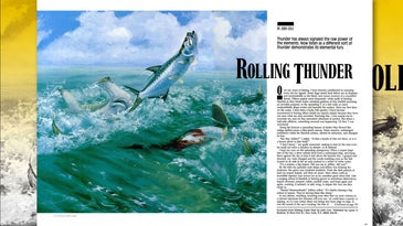 “Sharks! Hammerheads!” A Stunning Spectacle of Slaughter on the Tarpon Flats