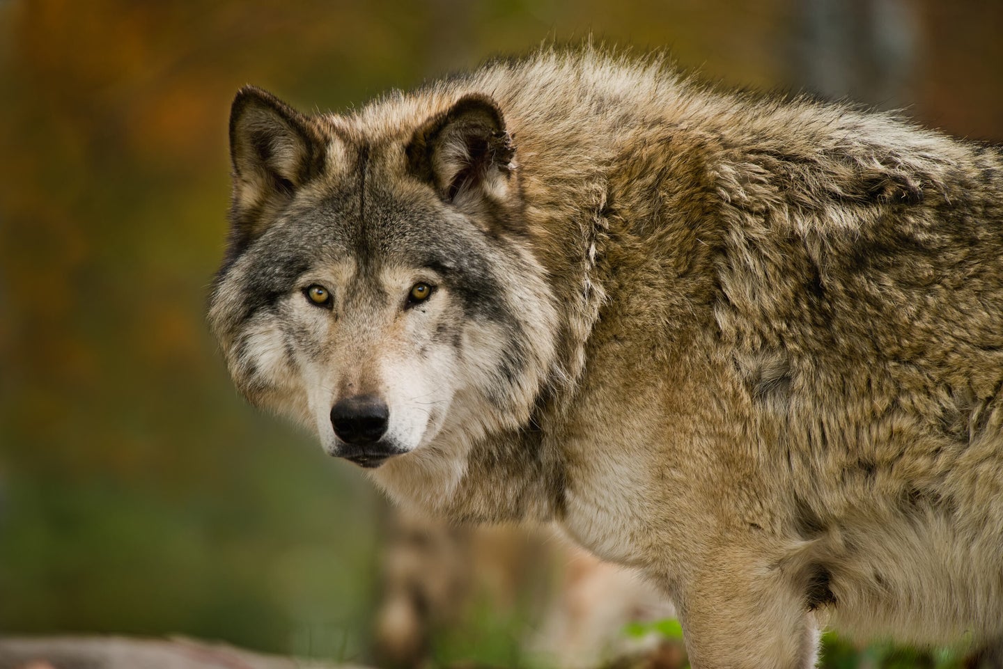 gray wolf looks at camera