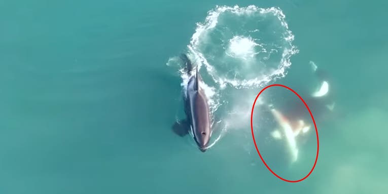 Watch the First-Ever Footage of Killer Whales Hunting and Eating Great White Sharks