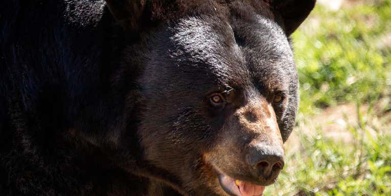 Colorado Town Records Second Bear Attack in Less Than Two Months