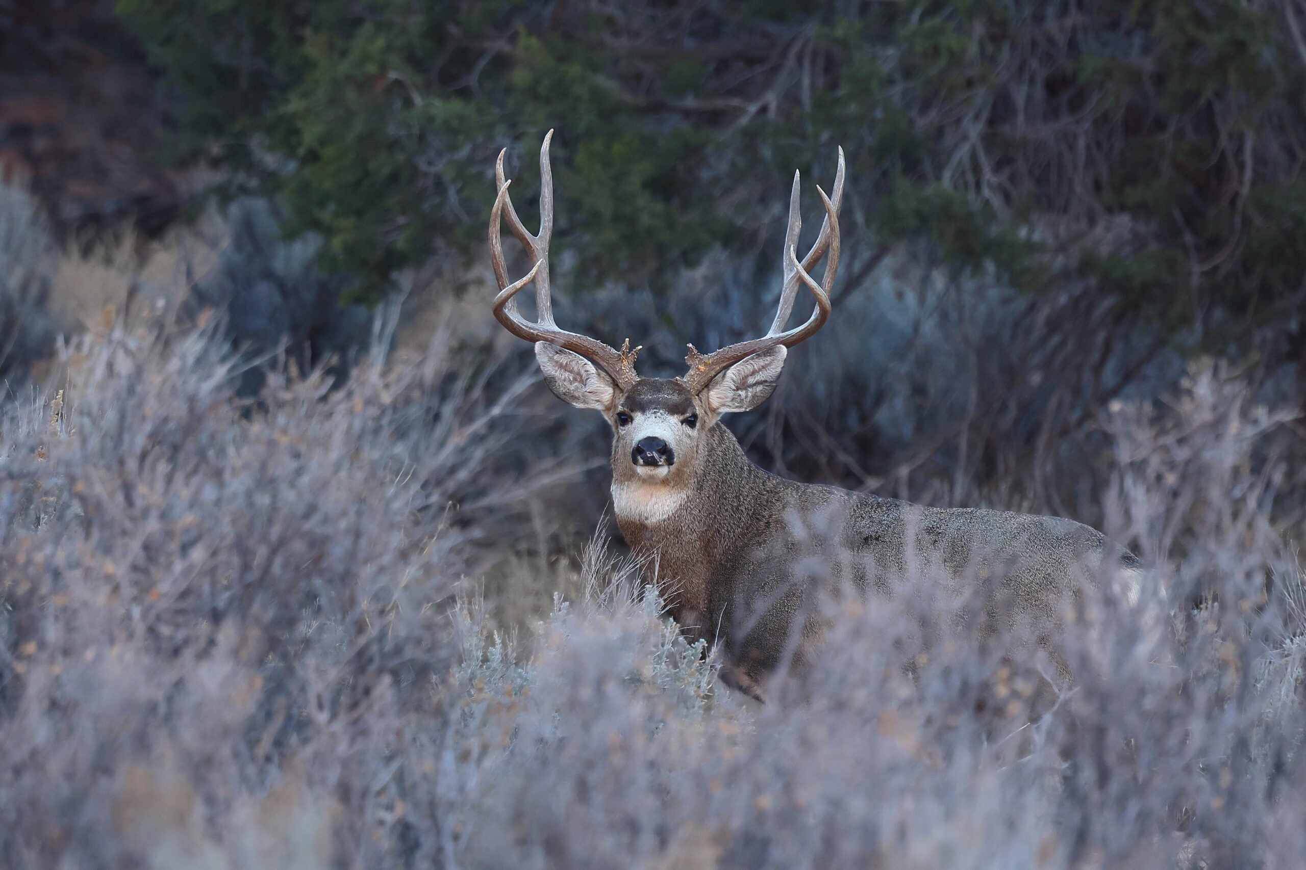 photo of big mule deer buck