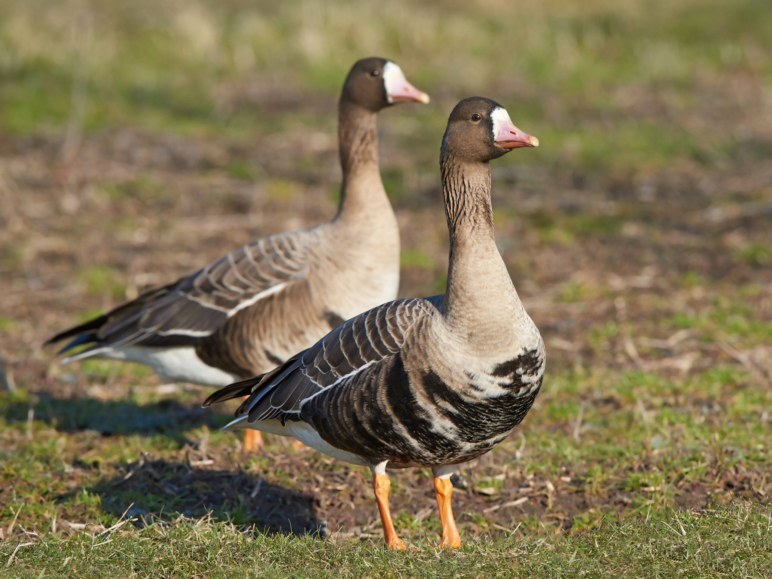 specklebelly geese