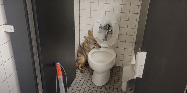 Watch California Animal Control Remove a Coyote from a Middle School Bathroom