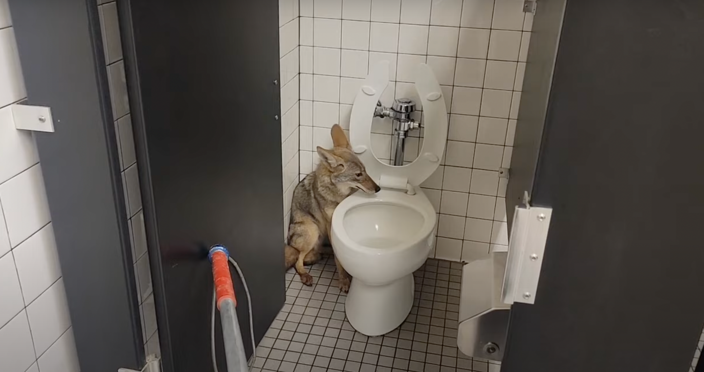 The coyote entered through an open door and sought refuge behind a toilet. 