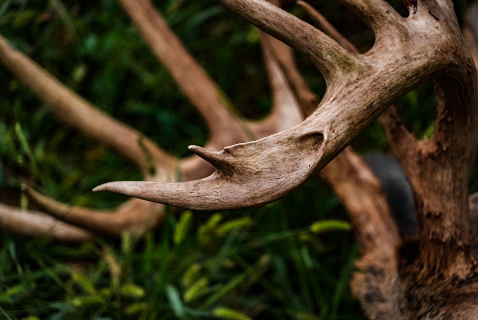 photo of buck's antlers