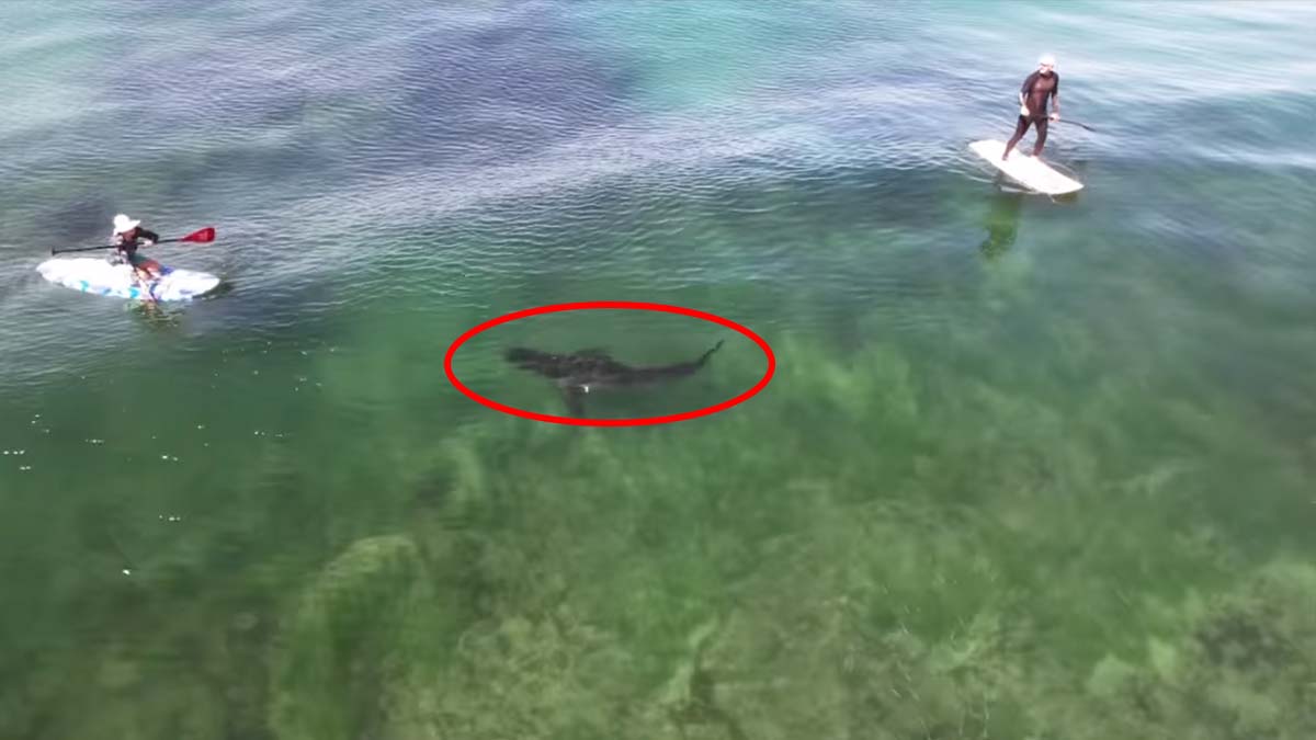 great white shark swims toward paddleboarder