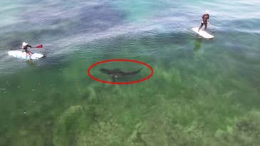 Watch a Massive Great White Shark Approach Two Paddleboarders