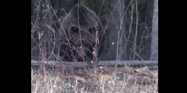 Watch an Enormous Grizzly Bear Attack a Family of Denned-Up Black Bears