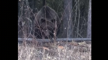 Watch an Enormous Grizzly Bear Attack a Family of Denned-Up Black Bears