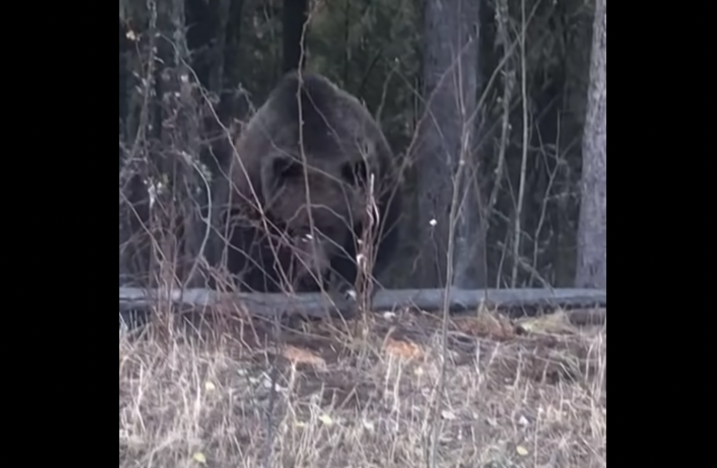 We interviewed a renowned grizzly bear expert about this rare footage of a grizzly preying on black bears. 