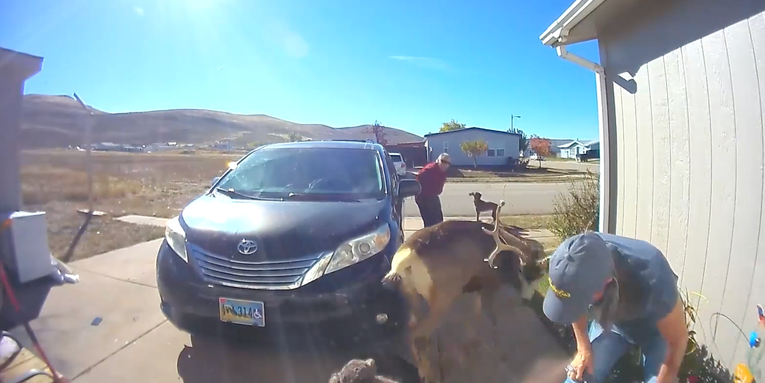 Muley Buck Attacks Woman and Her Dog in Wyoming Driveway