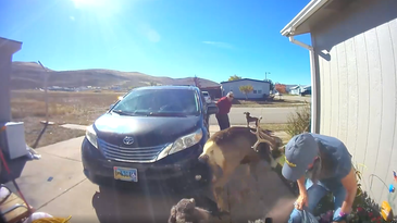 Muley Buck Attacks Woman and Her Dog in Wyoming Driveway