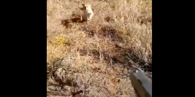 Watch an Elk Hunter Fire Multiple Shots at a Charging Mountain Lion in Idaho