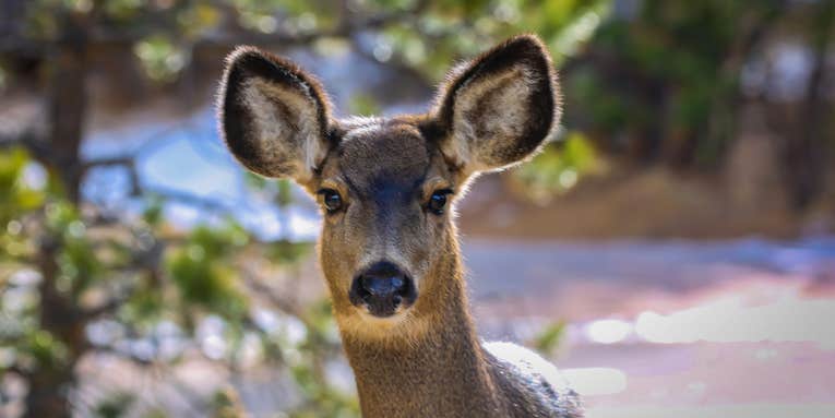 Deer Kills Utah Family’s Dog in Backyard