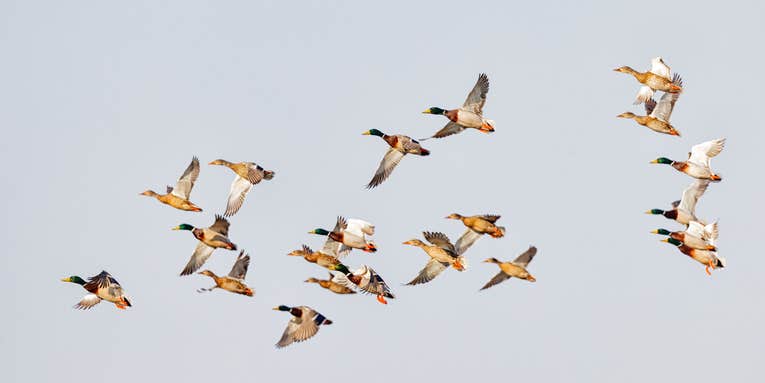 2022 U.S. State of The Birds Report Has One Bright Spot—Waterfowl