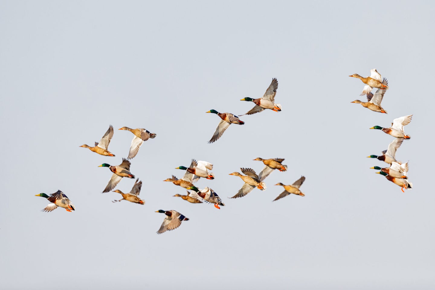 A flock of ducks in flight