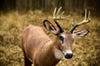 photo of deer deocy