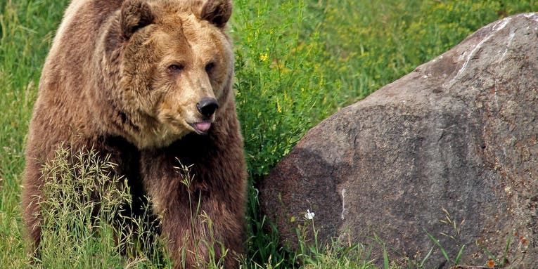 Upland Bird Hunter Attacked by 677-Pound Grizzly Bear