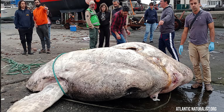 Researchers Find World’s Largest Bony Fish on Record—and It Weighs 6,049 Pounds