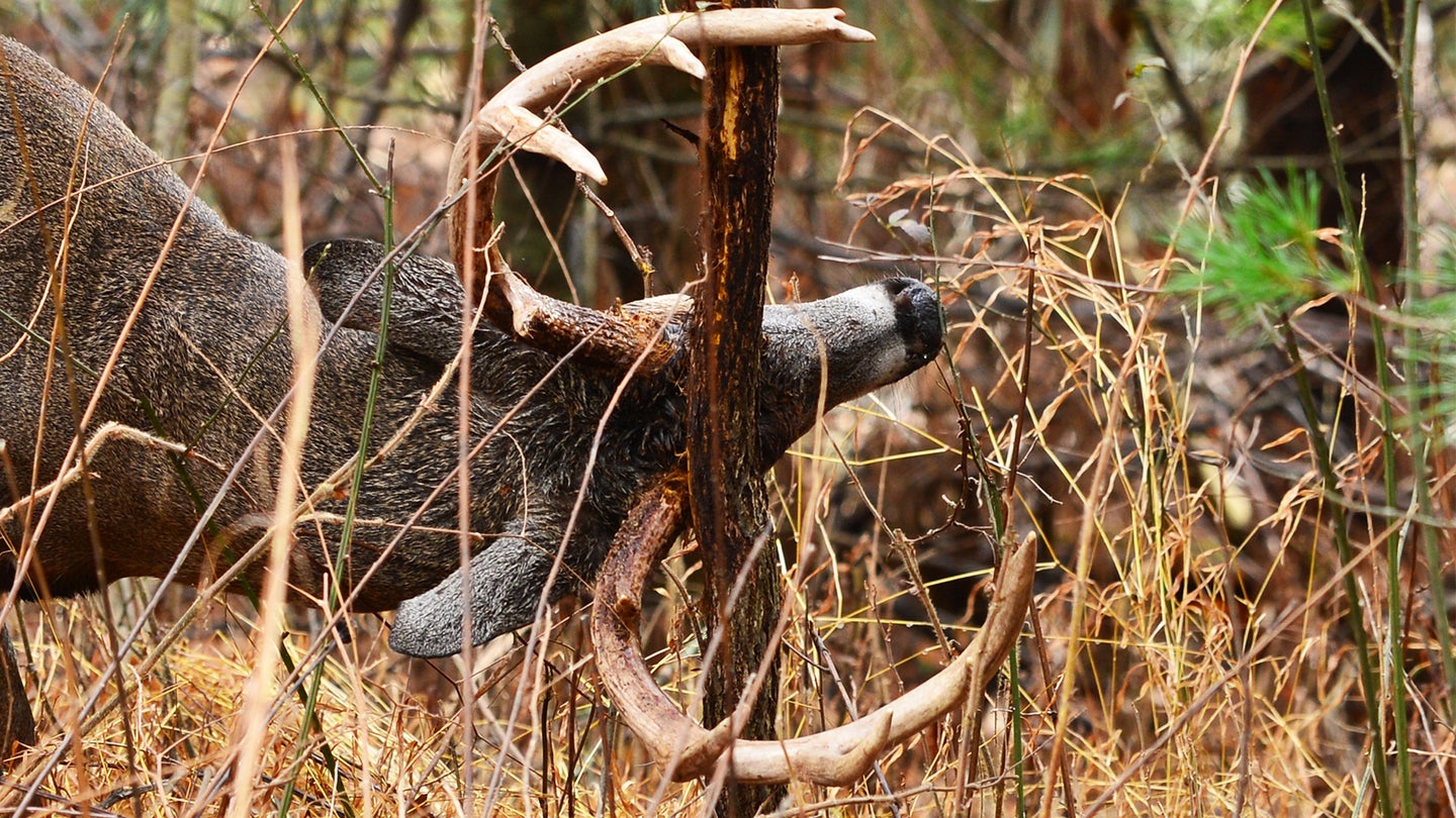 A whitetail buck makes a rub on a sapling in the woods