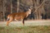 a buck works the licking branch of a field-edge scrape