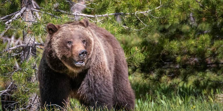Grizzly Bear Seriously Injures Two Young Shed Hunters in Wyoming