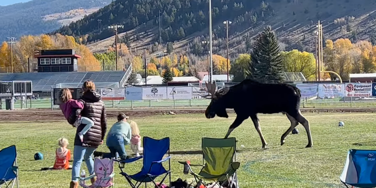 Watch a Bull Moose Tear Through a Youth Soccer Game
