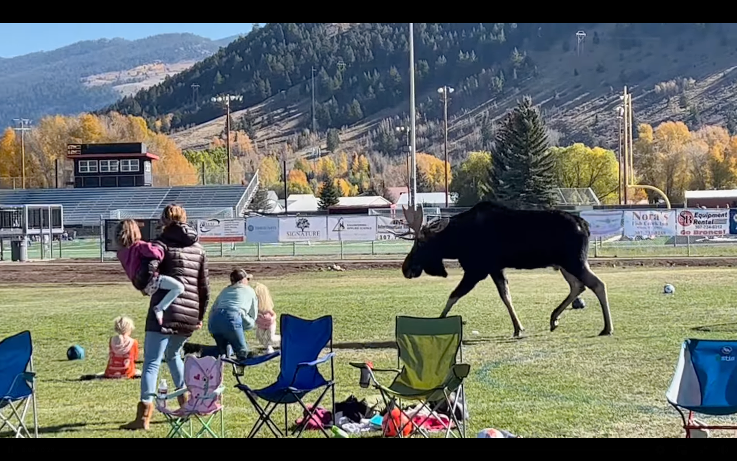Moose runs through a soccer game.