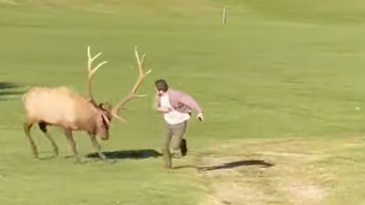 Watch an Enormous Bull Elk Charge a Cell-Phone-Wielding Tourist in Colorado