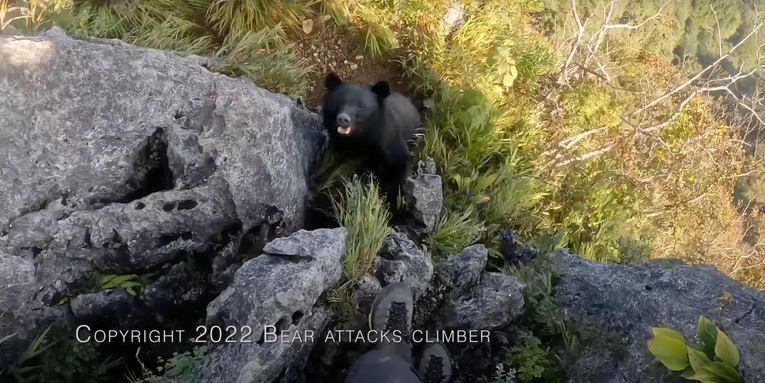 Watch a Mountain Climber Fend Off a Furious Black Bear Attack in Japan