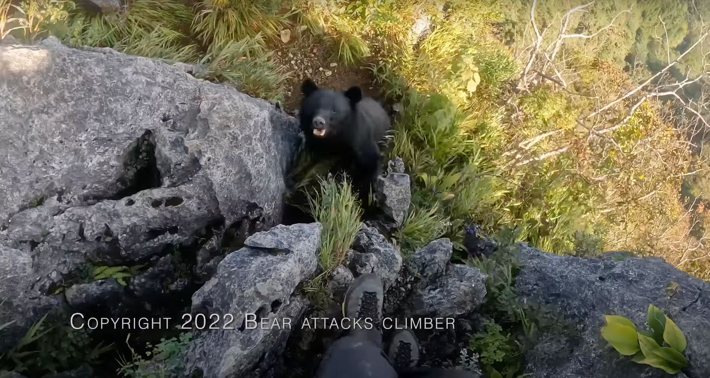 Japan is home to some 10,000 black bears. 