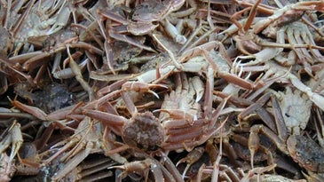 Alaska Cancels Snow Crab Season After Billions of Crabs Go Missing