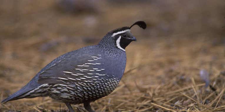 Hunting California Quail Without a Dog is Difficult—and Exhilarating