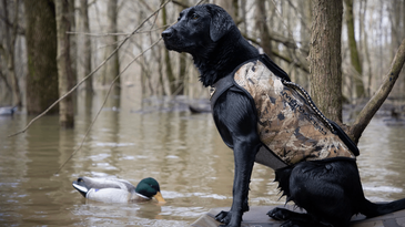 The 22 Best Gifts for Hunting Dog Owners 2024