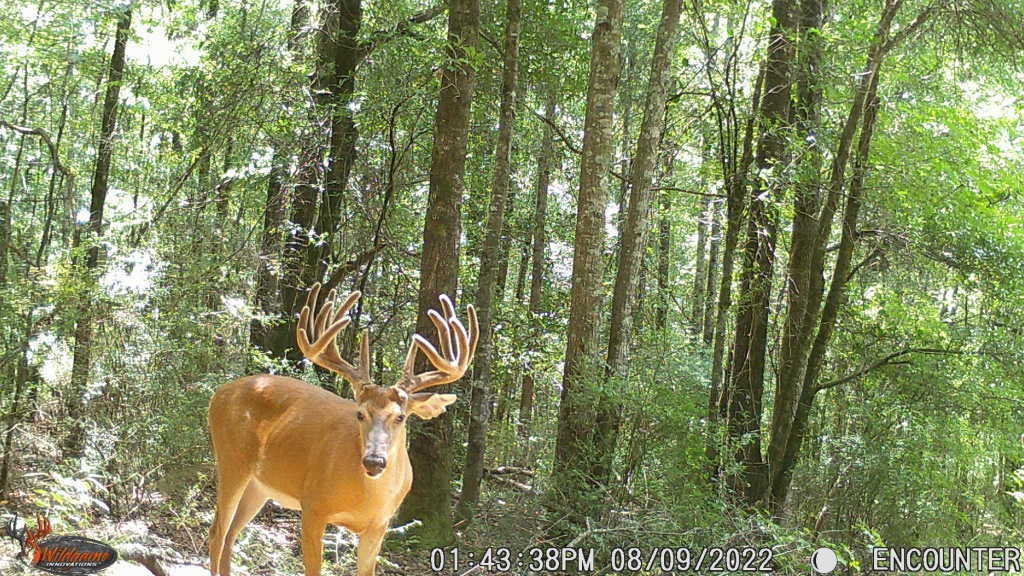 trail camera photo of buck