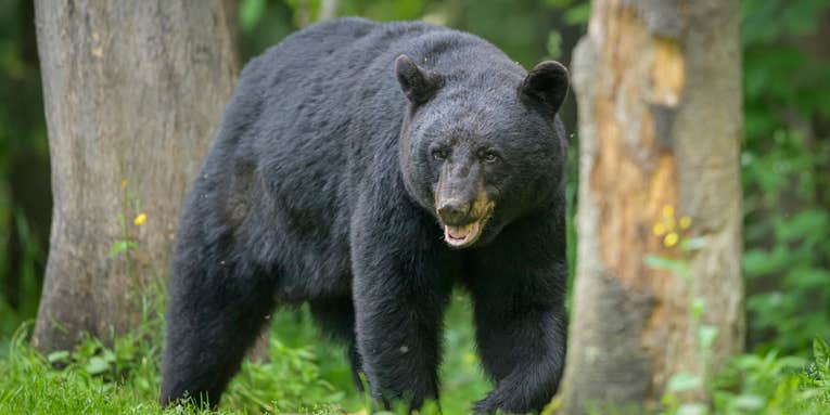 Man Saves 10-Year-Old Grandson from Black Bear Attack in Connecticut Backyard