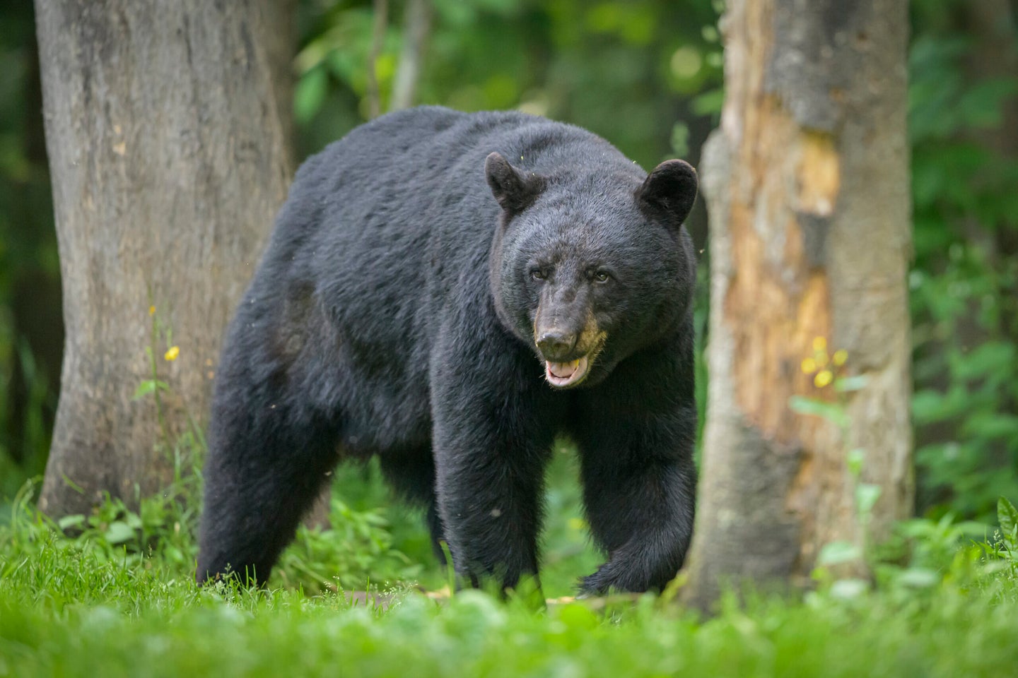 Connecticut is home to an estimated 1,000 to 1,200 black bears. 