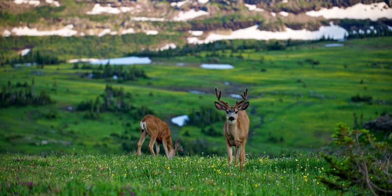 New Research Suggests Energy Development is Negatively Impacting Mule Deer Migrations
