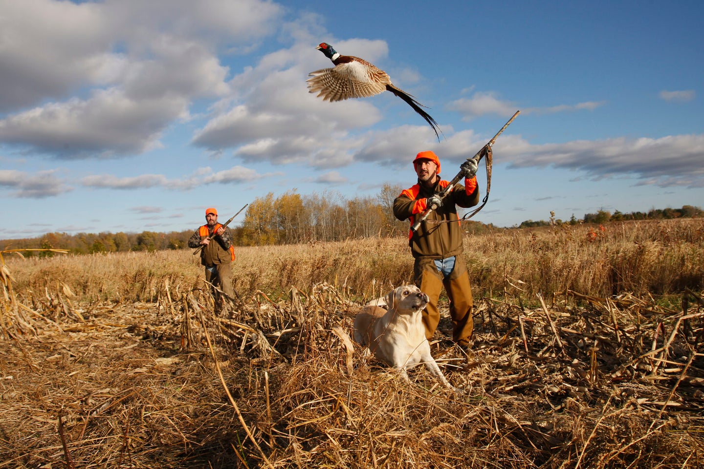 Two hunters with a dog flushing a pheasant.