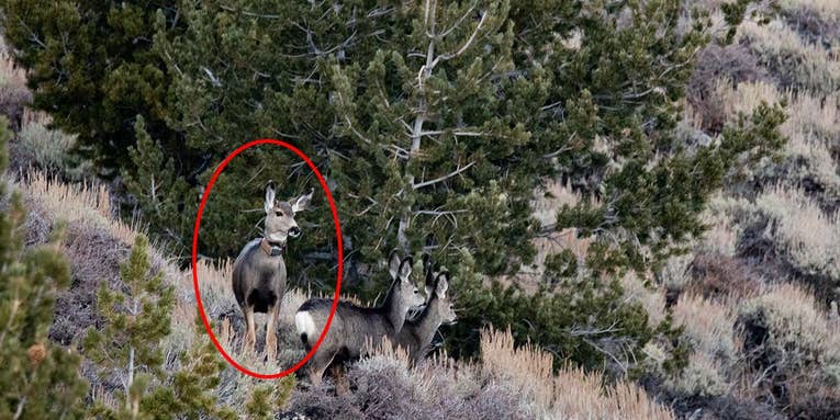 This is the Farthest Migrating Mule Deer on Record